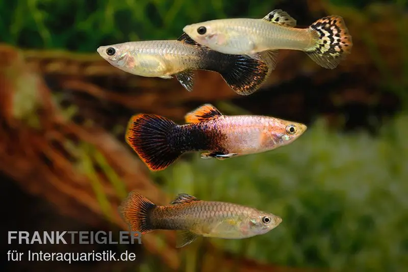 Guppy Zucht-Mix 1, Poecilia reticulata, 1M 3W