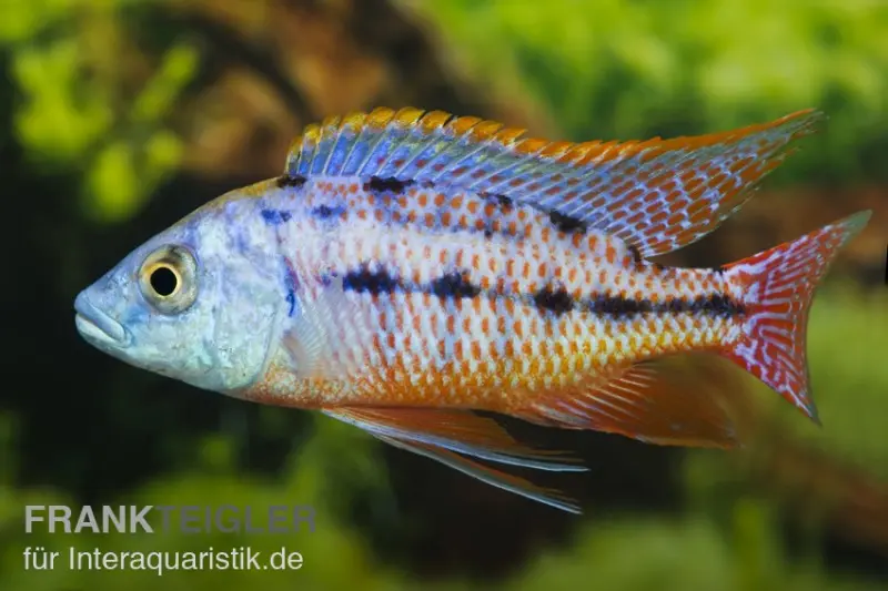 Protomelas taeniolatus boadzulu "Red Empress", DNZ