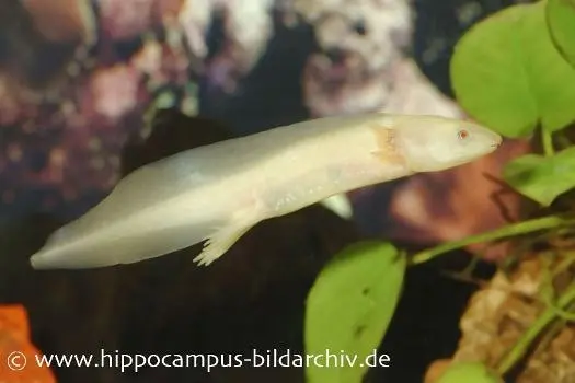 Axolotl albino XL, Ambystoma mexicanum 15 cm