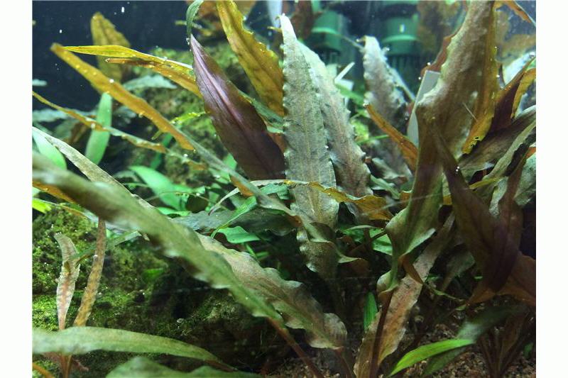 Breitblättriger Wasserkelch, Cryptocoryne undulata "Broad Leaf", im Topf