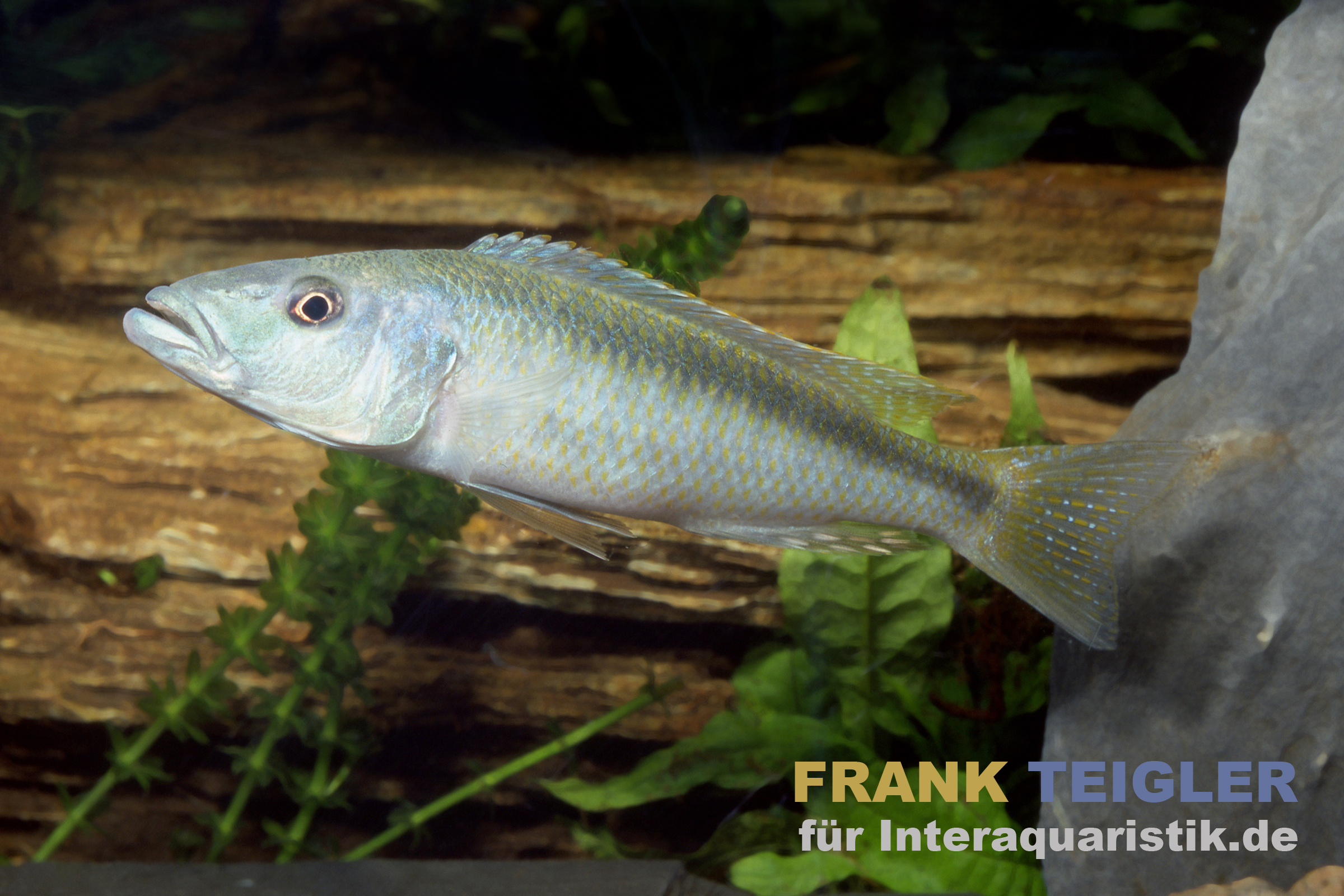 Malawisee Forellencichlide, Champsochromis caeruleus