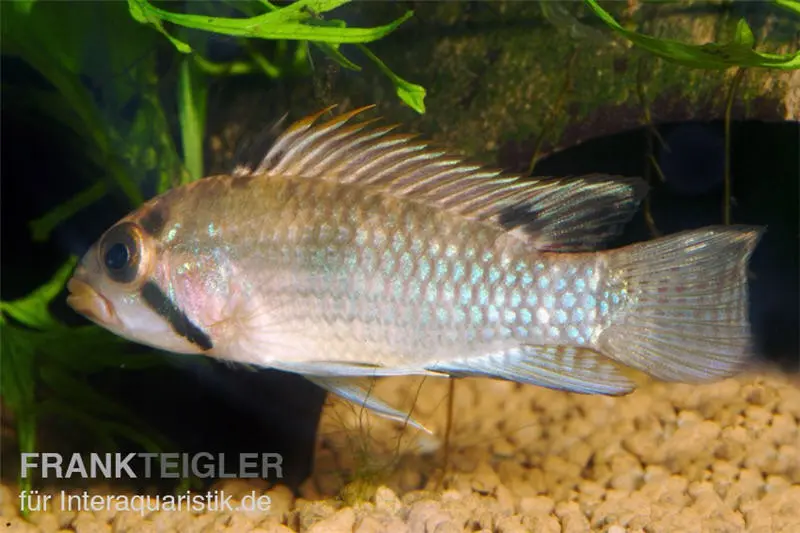 Großmaul Apistogramma, Apistogramma norberti