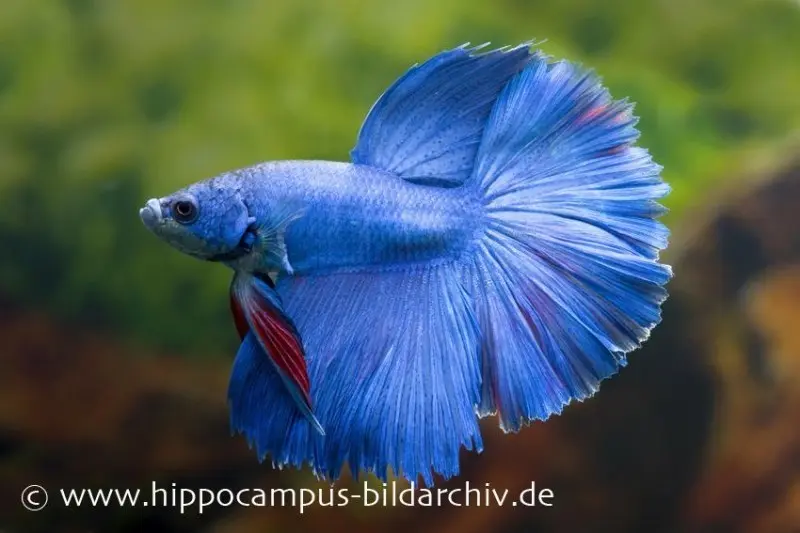 Halfmoon Kampffisch blau, Männchen, Betta splendens