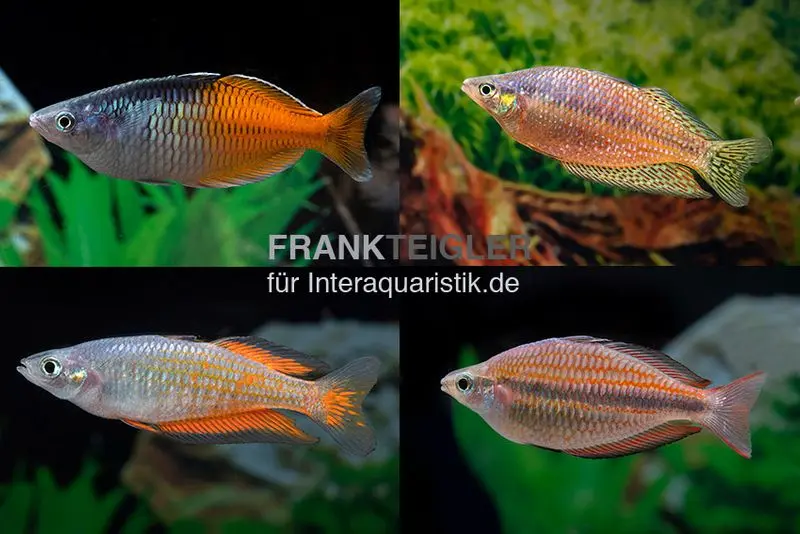 Regenbogenfisch-Mix, 5 Tiere