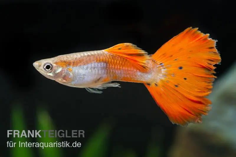 Guppy neonrot, Poecilia reticulata