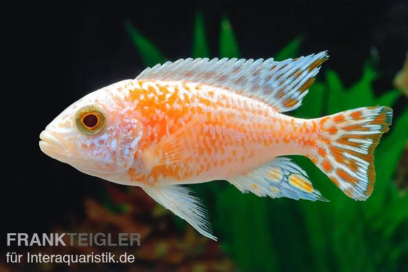 Fsh Aulonocara spec. Perlmutt-Firefish (Hybride), DNZ