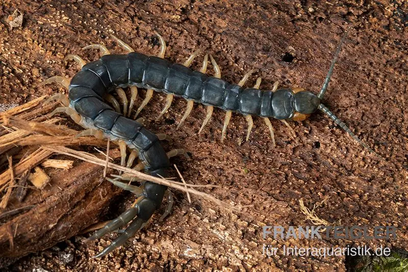 Viridis-Hundertfüßer, Scolopendra viridis