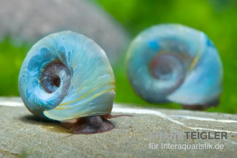 Kleine Posthornschnecke blau, Planorbella duryi var. 'Blau'