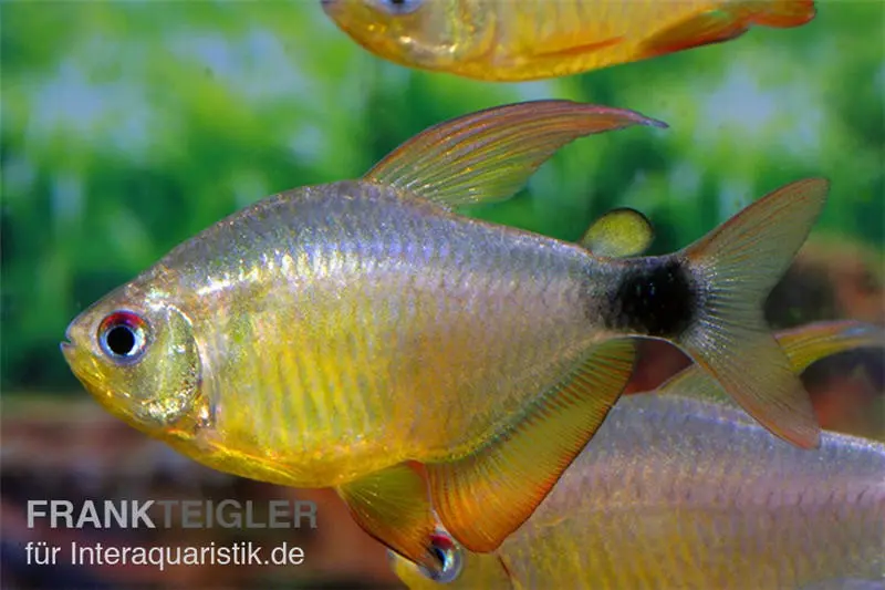 Kitty-Tetra, Hyphessobrycon heliacus