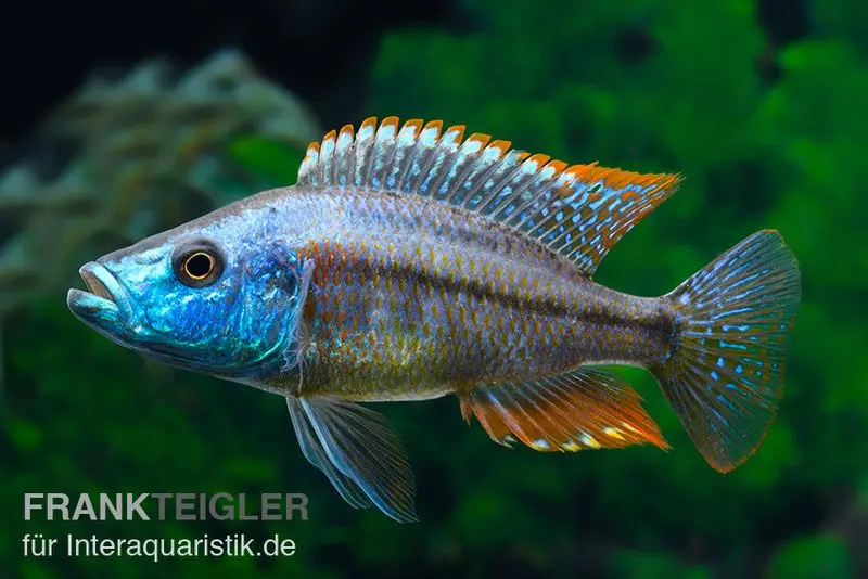 Rotbrust-Messerbuntbarsch, Dimidiochromis strigatus, DNZ