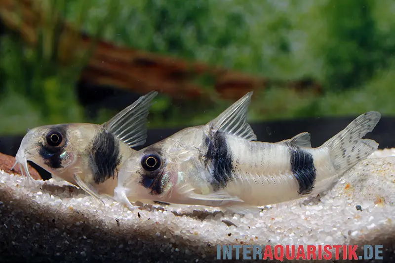 Tukano-Panzerwels, Corydoras tukano