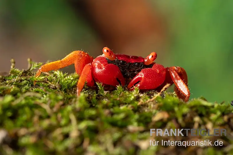 Blood-Devil Vampirkrabbe, Geosesarma sp.