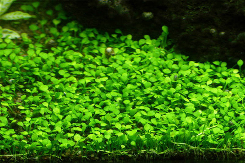 Minikleefarn, Marsilea minuta, in Vitro