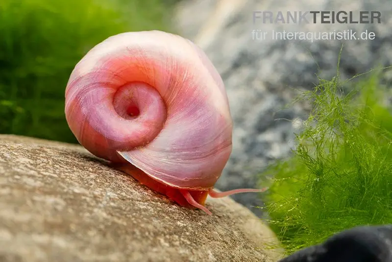 Kleine Posthornschnecke rosa, Planorbella duryi var. 'Rosa'