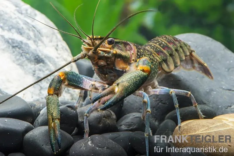 Rotscherenkrebs, Cherax quadricarinatus