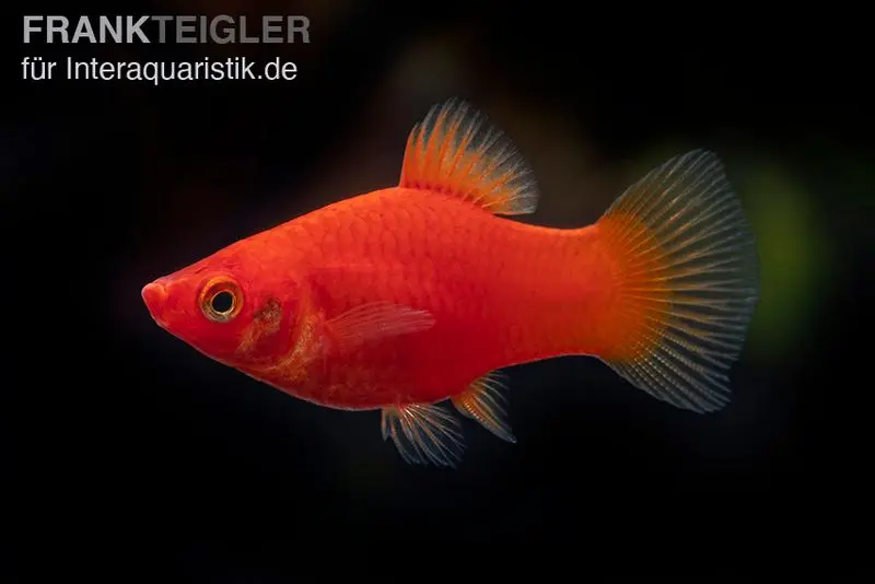 Roter Platy, Xiphophorus maculatus