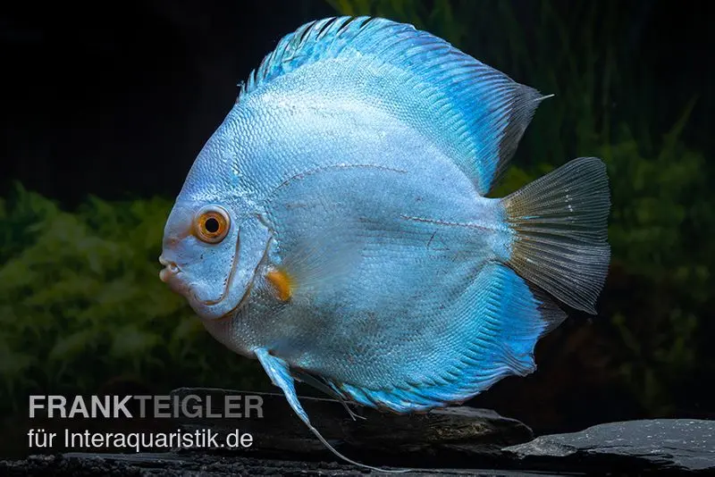 Diskusfisch ASIA-NZ, Symphysodon discus Blue Sapphire