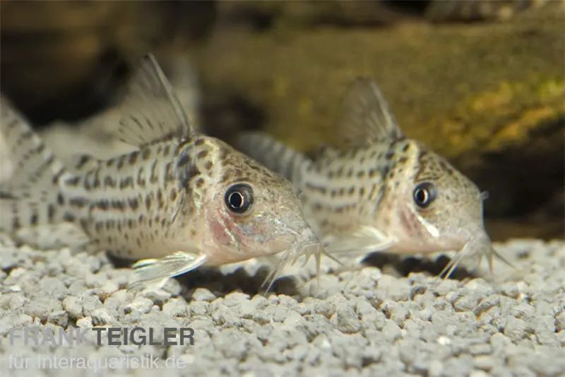 Silberstreifen Panzerwels, Corydoras agassizi