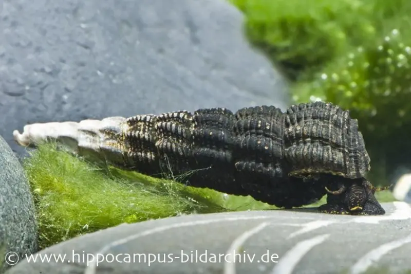 Goldfühler-Tylomelania, Tylomelania gemmifera