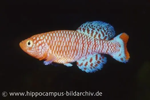 Killifisch Torfansatz Nothobranchius rachovii, 30 Eier