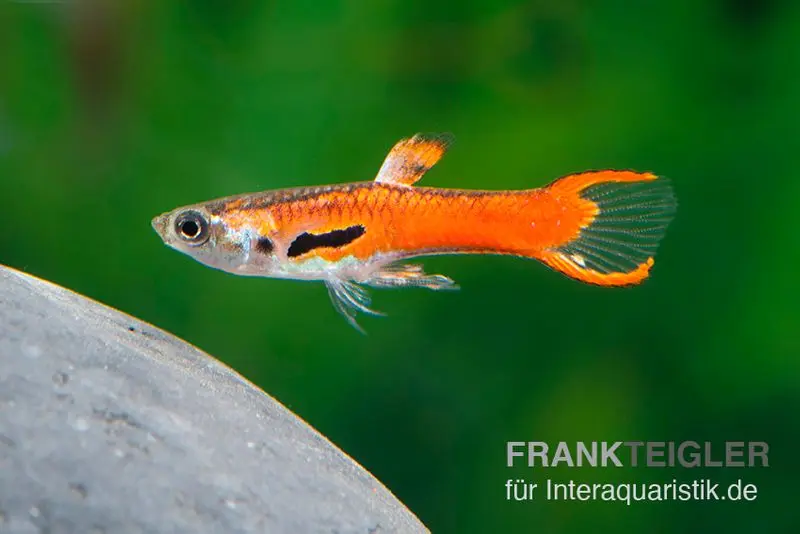 Endler Guppy Red Scarlet, Poecilia wingei (Minifisch)