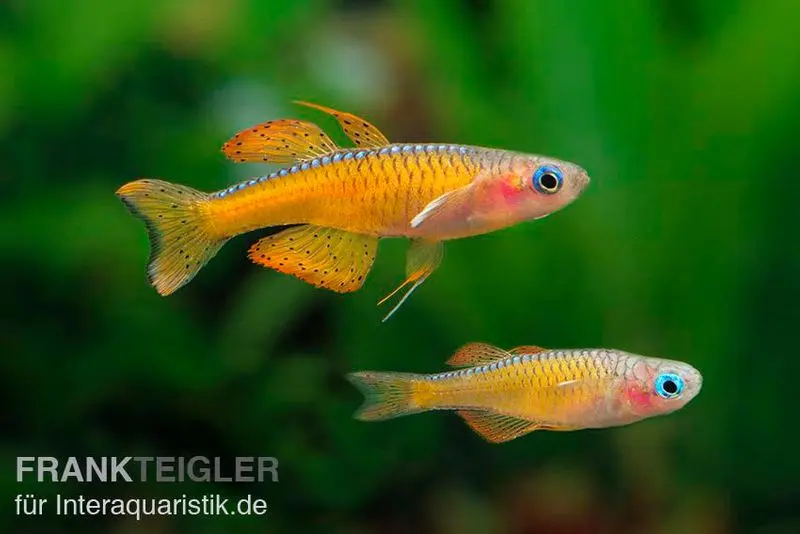 Paskas Blauauge, Pseudomugil paskai "Red Neon"