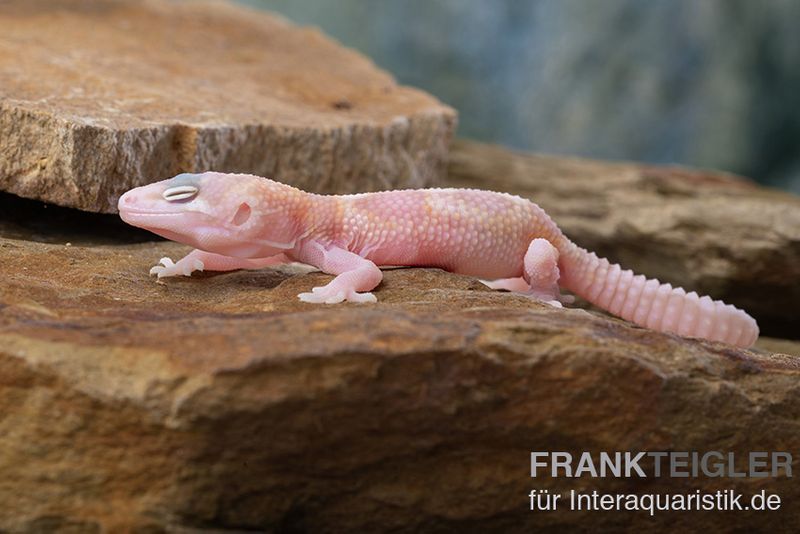 Leopardgecko, Eublepharis macularius, TREMPER ALBINO MACK SNOW RAPTOR