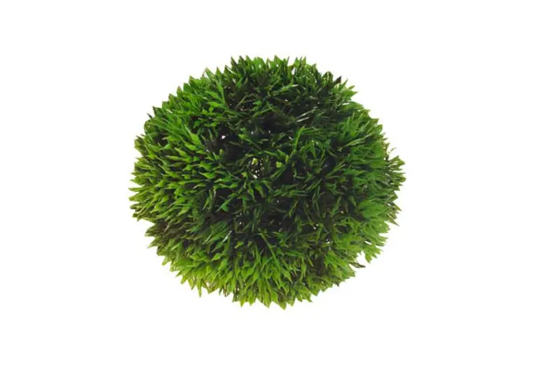 Hobby Plant Ball, 9 cm