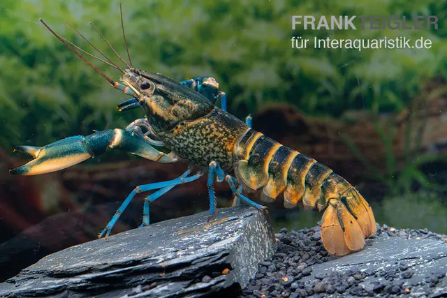 Cherax sp. 'Blue Moon' Snake Skin