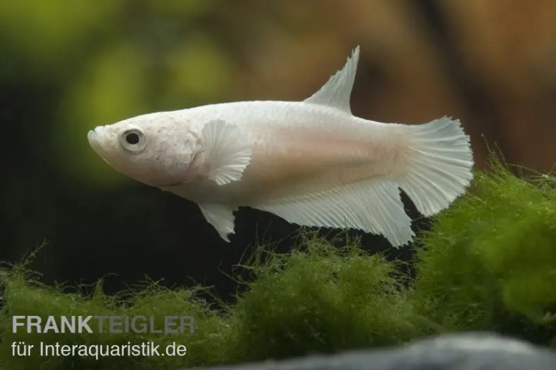 Halfmoon Kampffisch weiß, Weibchen, Betta splendens