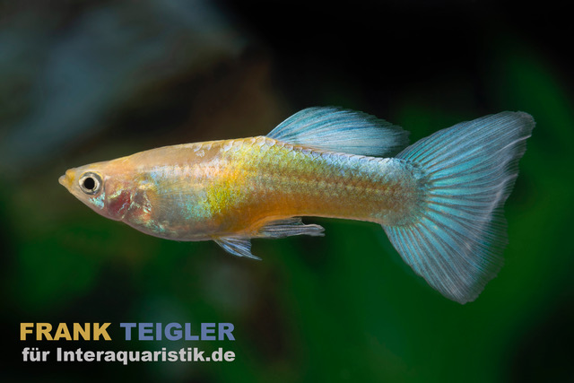 Guppy Golden Blue Neon, Poecilia reticulata