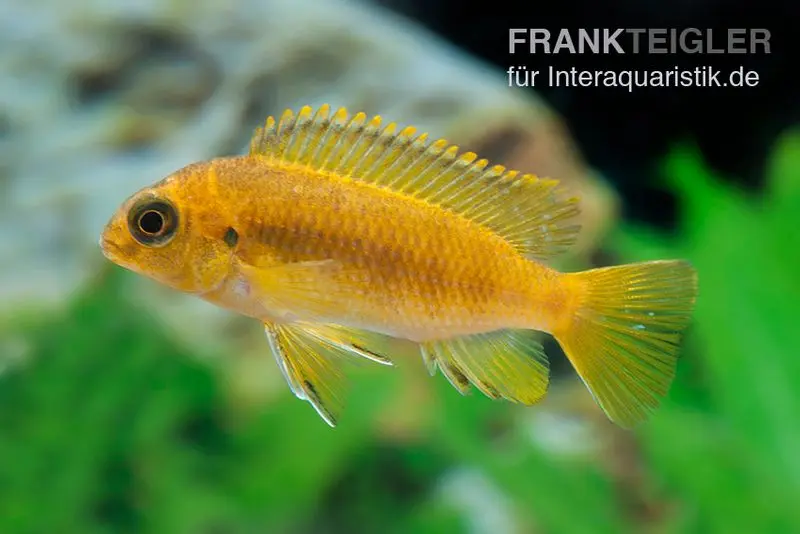 Oranger Maulbrüter, Pseudotropheus tropheops CHILUMBA ORANGE, DNZ