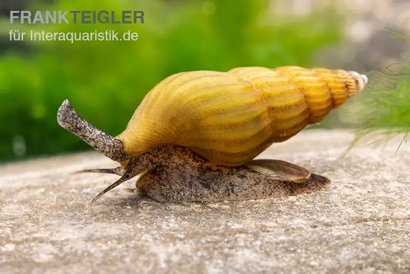 Goldene Raubturmdeckelschnecke, Anentome helena