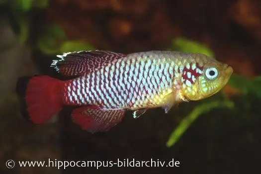 Killifisch Torfansatz Nothobranchius guentheri red, 30 Eier