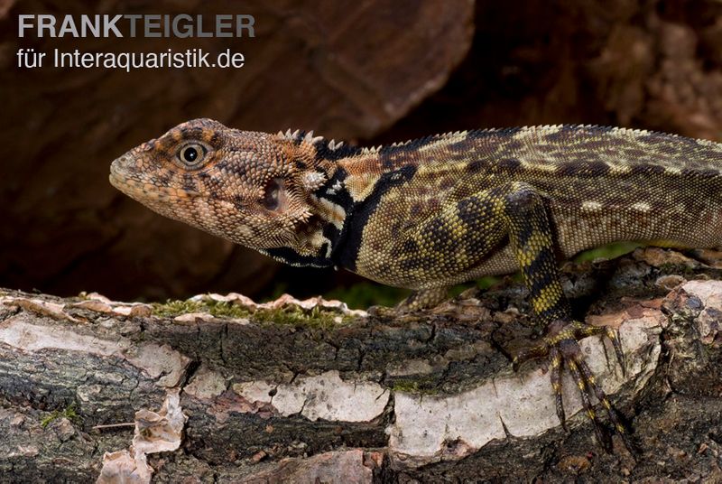 Grüner Wasserleguan, Plica plica