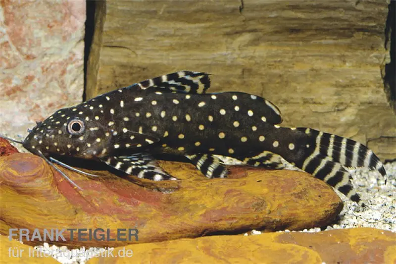 Perlhuhnwels, Synodontis angelicus