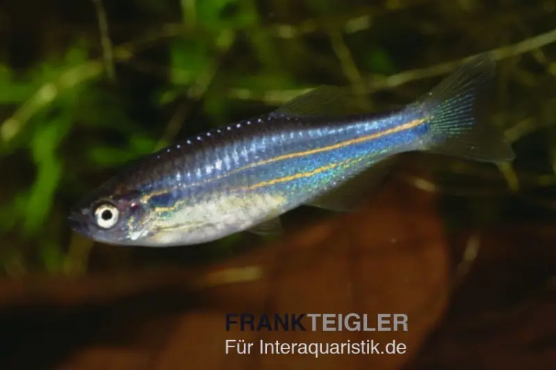 Inselbärbling, Danio kerri