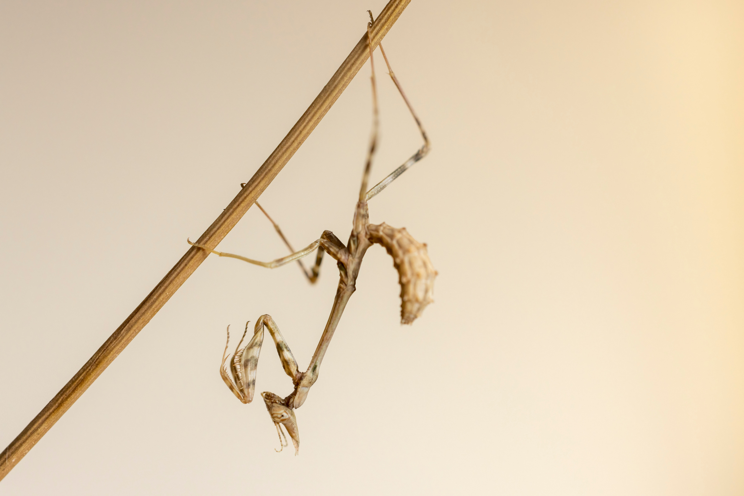 Mainzelmann Mantis, Empusa hedenborgii