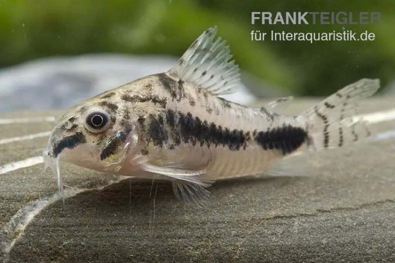 Schachbrett-Zwergpanzerwels, Corydoras habrosus