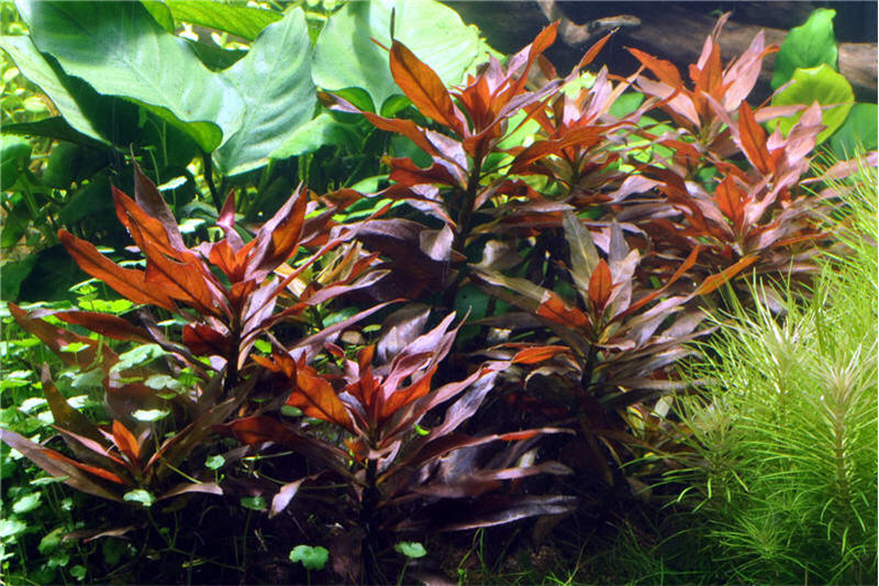 Rote-Sternludwigie, Ludwigia glandulosa, Bund