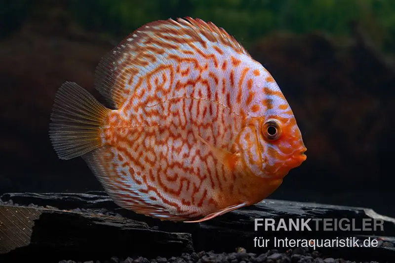 Diskusfisch ASIA-NZ, Symphysodon discus Snake Skin Red spotted