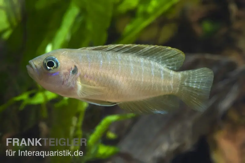 Gebänderter Schneckenbuntbarsch, Neolamprologus brevis Congo, DNZ