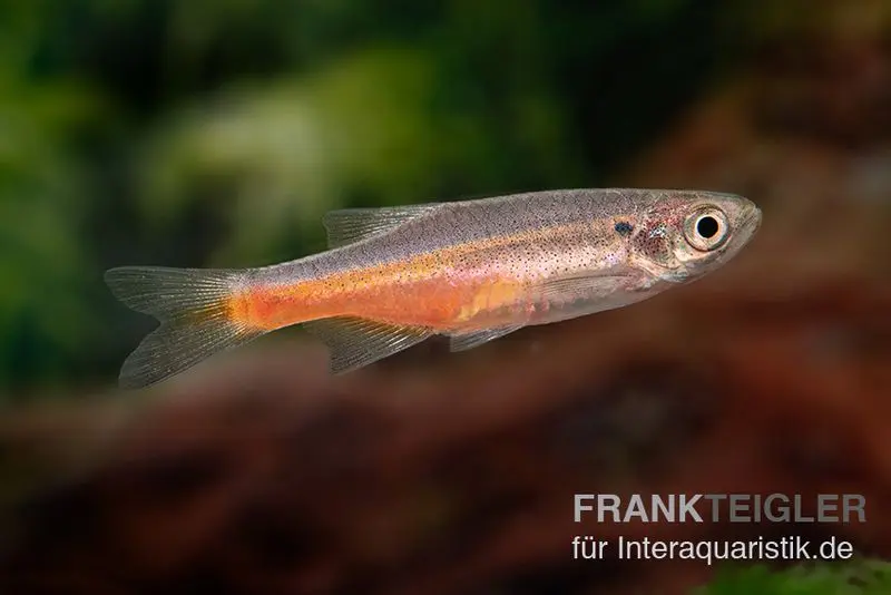 Firelinebärbling, Danio sondhii (Devario sondhii)