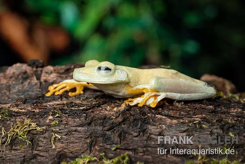 Gestreifter Laubfrosch, Hyla crepitans