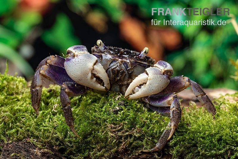 Spider Crab sp. Blue, Neosarmatium rotundifrons, Zufällig ausgewählt