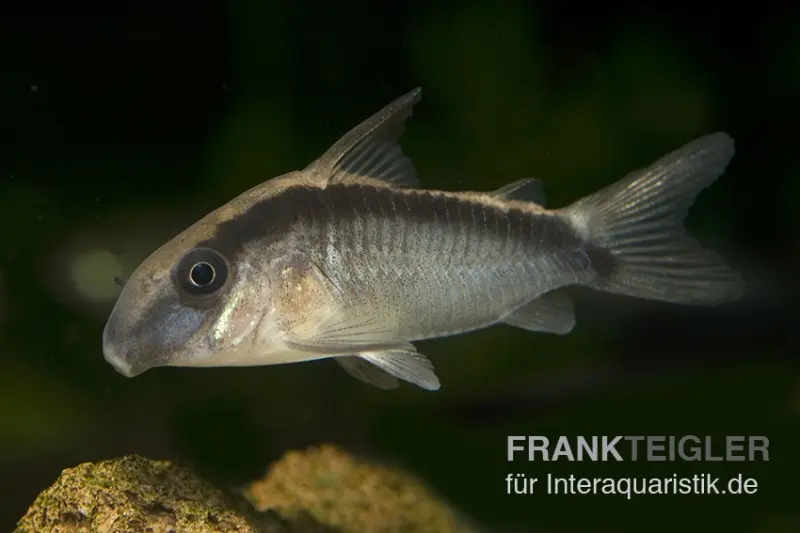 Stromlinien-Panzerwels, Corydoras arcuatus