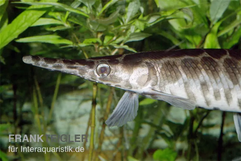 Gefleckter Knochenhecht, Kaimanfisch, Lepisosteus oculatus