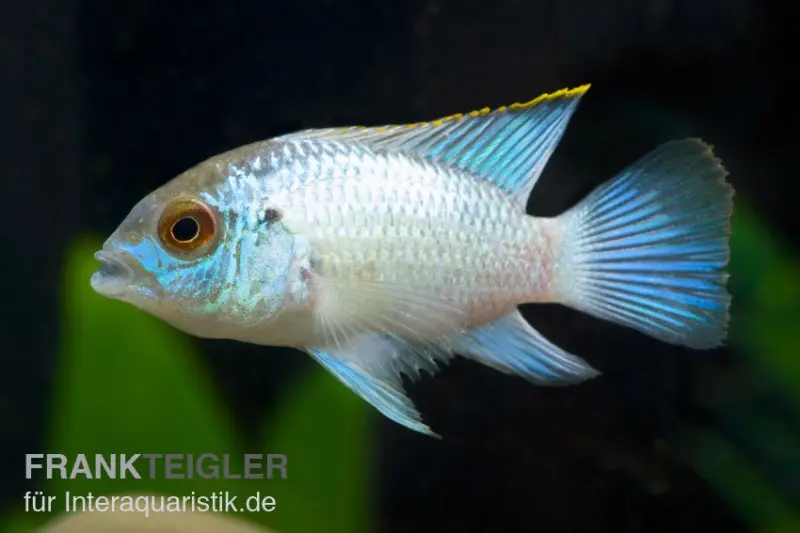 Aequidens pulcher spec. neonblue