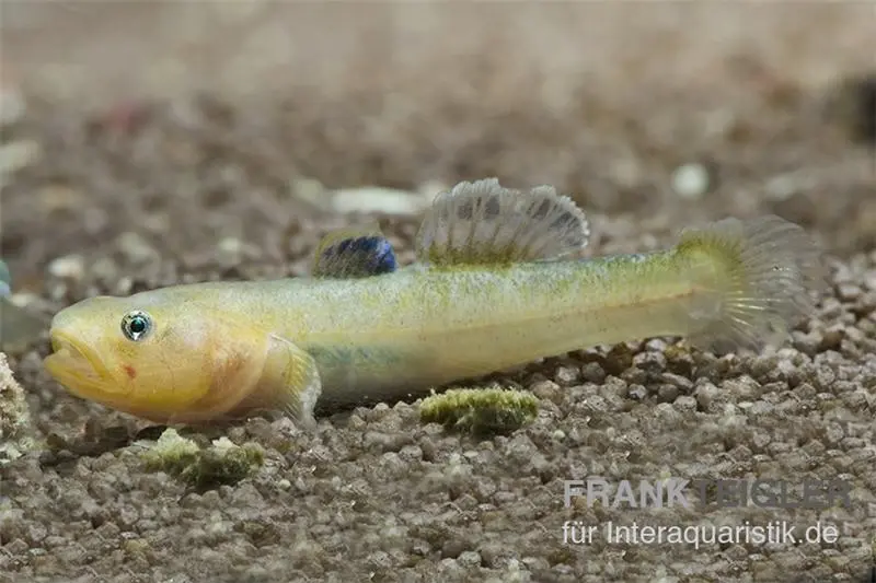 Australische Wüstengrundel GOLD, Chlamydogobius eremius GOLD