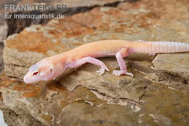 Leopardgecko, Eublepharis macularius, RAPTOR